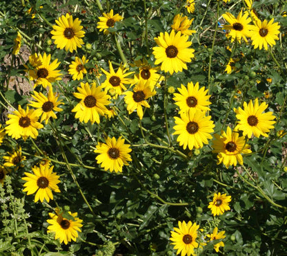 Helianthus Flower seeds for Planting Drought Tolerant Heirloom & GMO Free Seeds for Home Garden