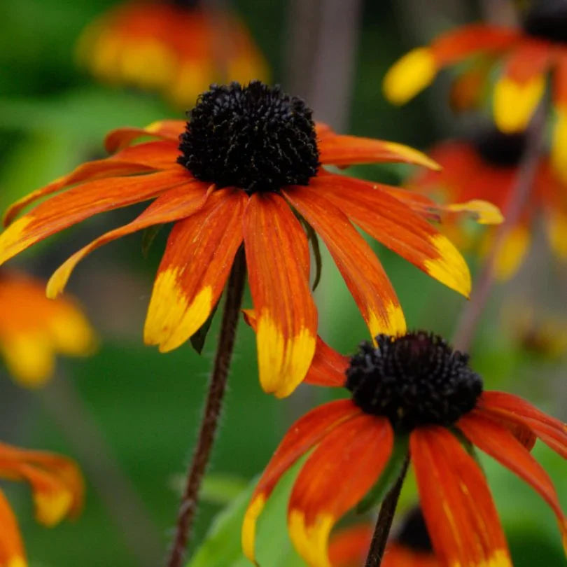 Premium Prairie Flower seeds for Planting Low Maintenance Heirloom & GMO Free Seeds for Home Garden seeds