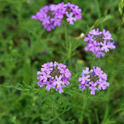 Purple Verbena Flower seeds for Planting Wildflower Mix Heirloom & GMO Free Seeds for Home Garden