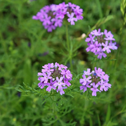 Moss Verbena Flower seeds for Planting Compact Growth Heirloom & GMO Free Seeds for Home Garden