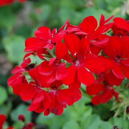 Deep Red Geranium Flower seeds for Planting Bright Blooms, Heirloom & GMO Free Seeds for Home Garden vegetable and garden seeds
