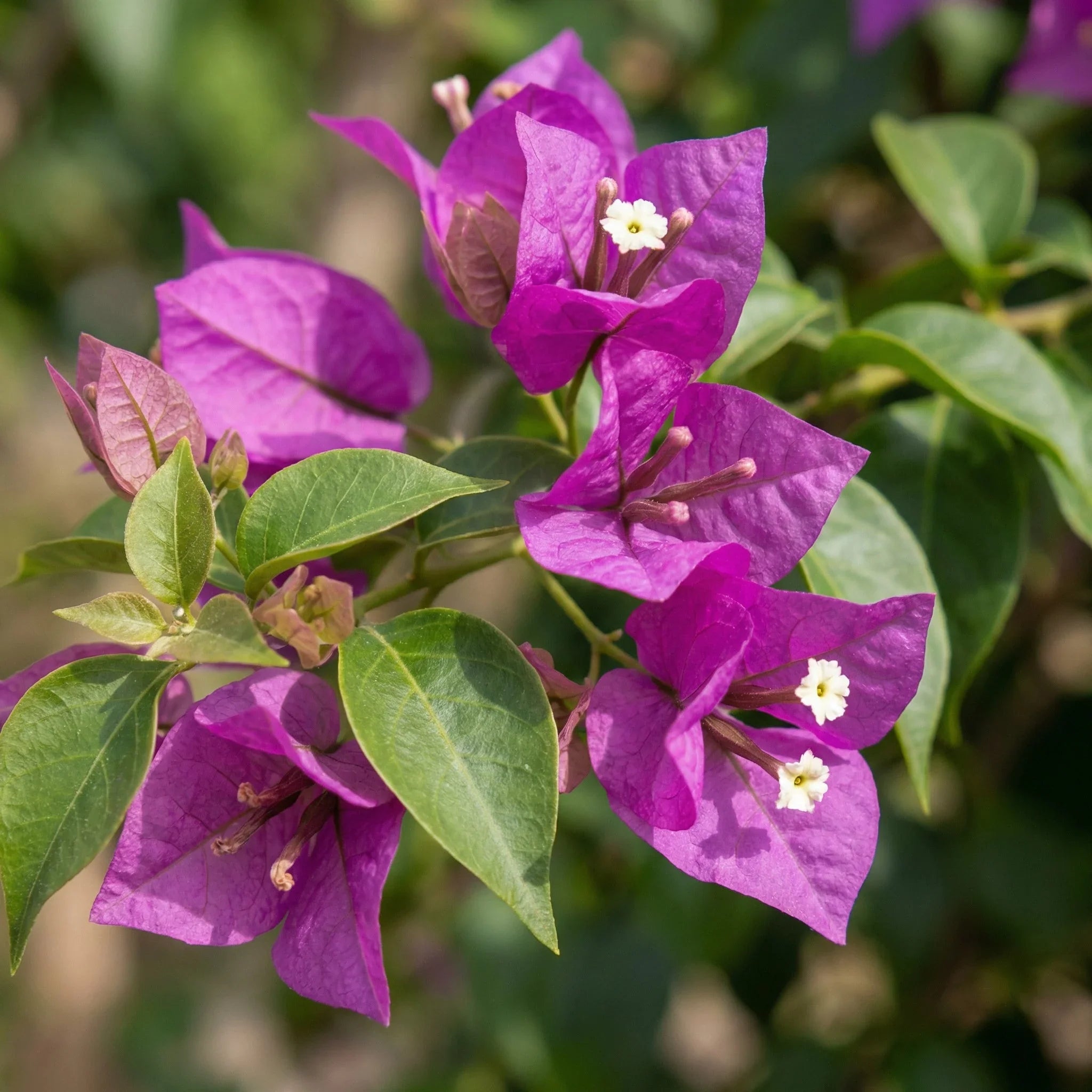 High quality Bougainvillea Flower seeds for Planting Colorful Display, Heirloom & GMO Free Seeds for Home Garden seeds pack