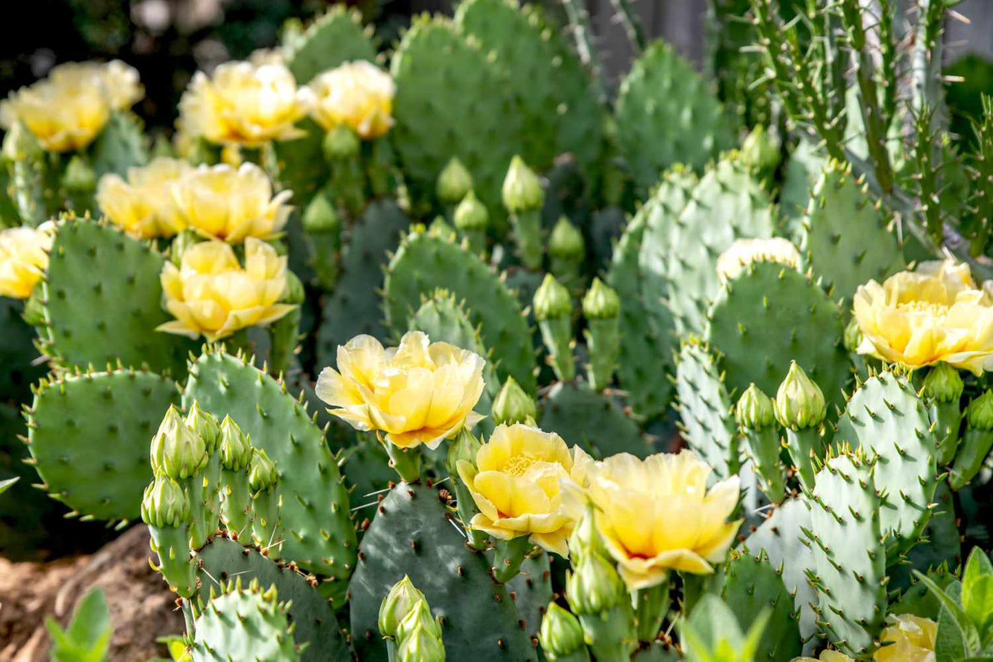 Prickly Pear Yellow Cactus Plants