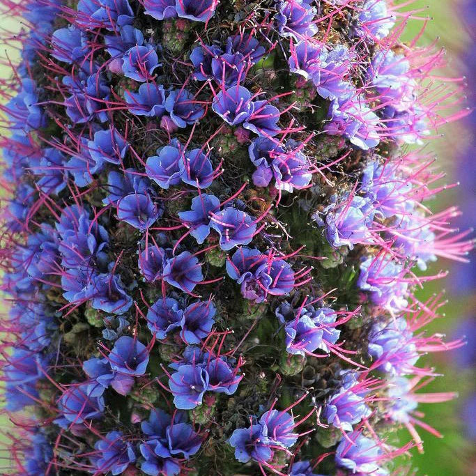 Madeira Flower seeds for Planting Seasonal Bloomer, Heirloom & GMO Free Seeds for Home Garden vegetable and garden seeds
