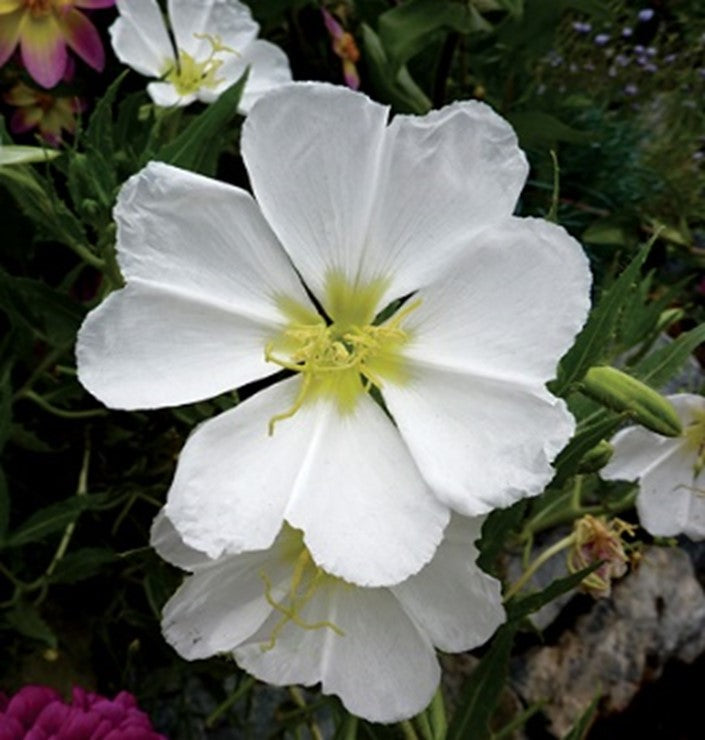 High quality White Evening Primrose Flower seeds for Planting Compact Growth, Heirloom & GMO Free Seeds for Home Garden seeds pack