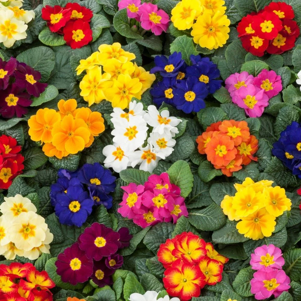Heirloom Polyanthus Flower seeds for Planting Wildflower Mix Heirloom & GMO Free Seeds for Home Garden