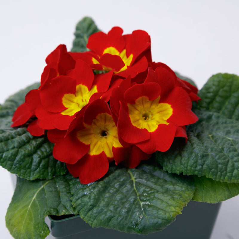 Yellow Red Danova Copper Flower seeds for Planting Premium Quality, Heirloom & GMO Free Seeds for Home Garden vegetable and garden seeds