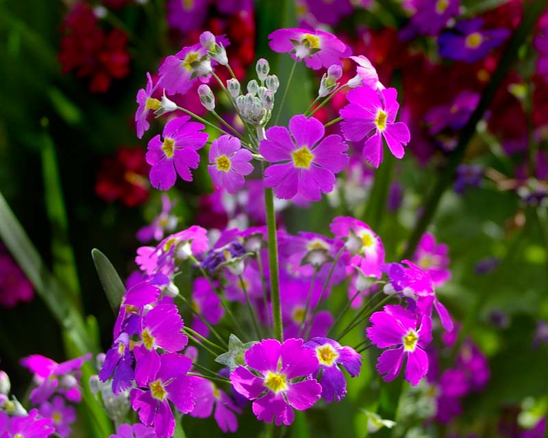 Heirloom Primula Malacoides Flower seeds for Planting Perfect for Borders Heirloom & GMO Free Seeds for Home Garden