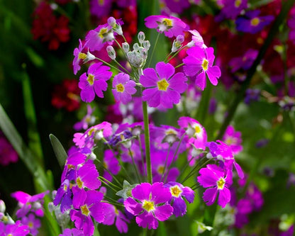 Heirloom Primula Malacoides Flower seeds for Planting Perfect for Borders Heirloom & GMO Free Seeds for Home Garden