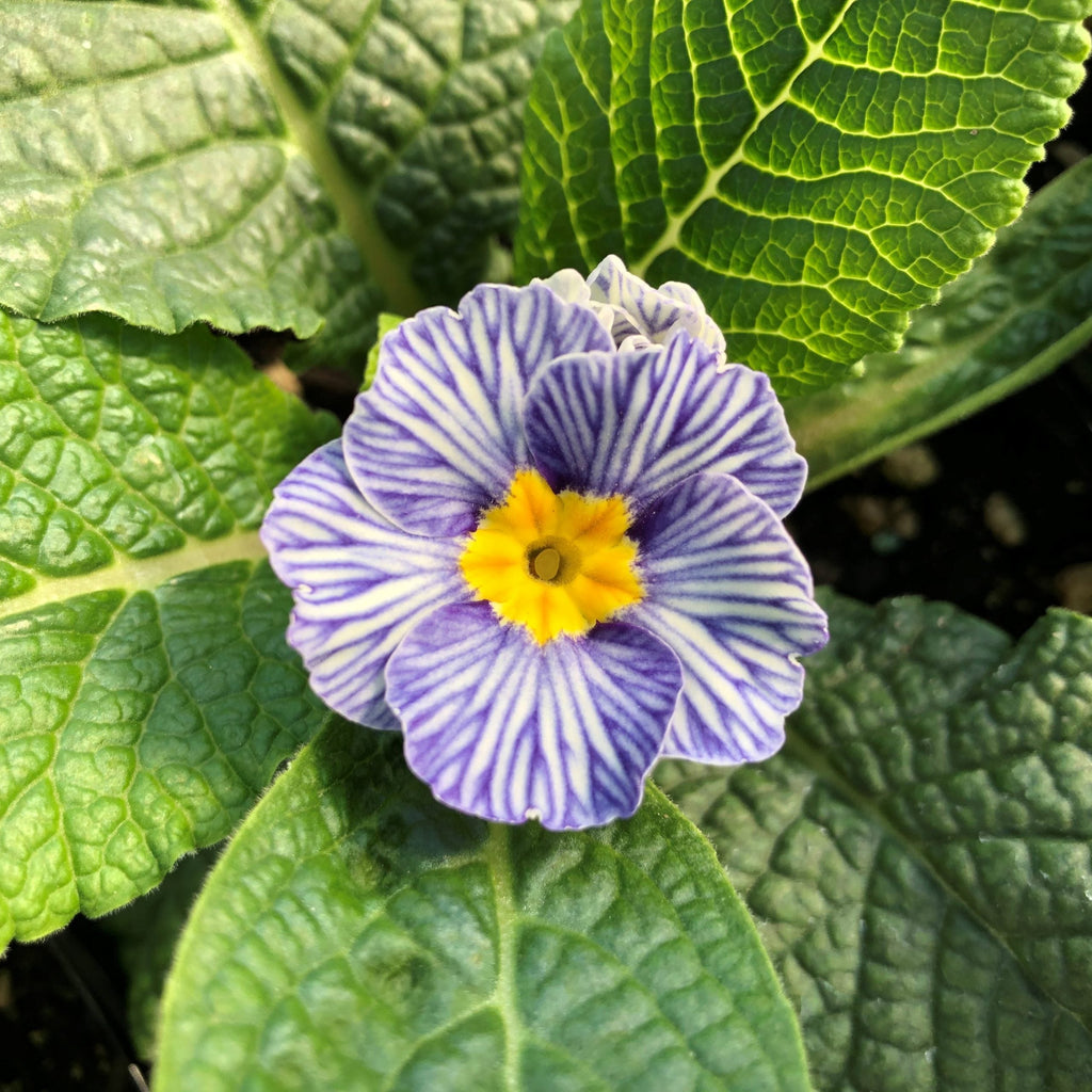 Blue Zebra Primula Flower seeds for Planting Compact Growth, Heirloom & GMO Free Seeds for Home Garden vegetable and garden seeds