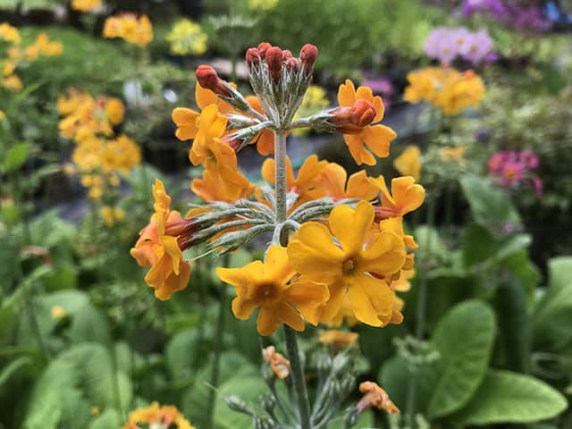 Primula Orange Flower seeds for Planting Cottage Garden Essential, Heirloom & GMO Free Seeds for Home Garden vegetable and garden seeds