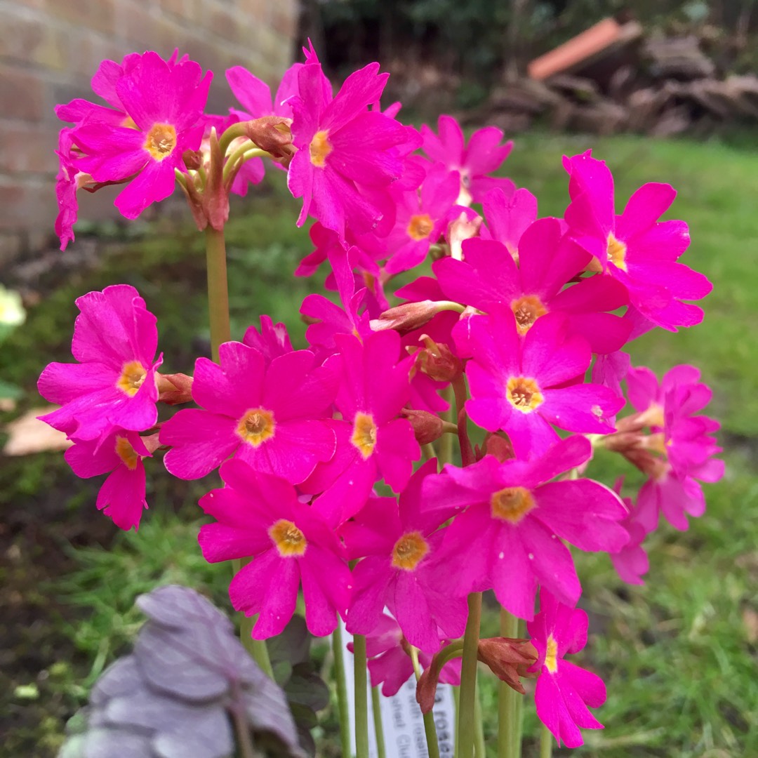 Himalayan Primrose Flower seeds for Planting Premium Quality Heirloom & GMO Free Seeds for Home Garden