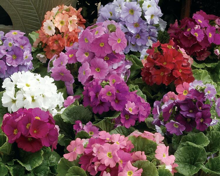 Mixed Primrose OR Primula Obconica Flower Seeds Violet Flower seeds for Planting Long Bloom Season, Heirloom & GMO Free Seeds for Home Garden vegetable and garden seeds