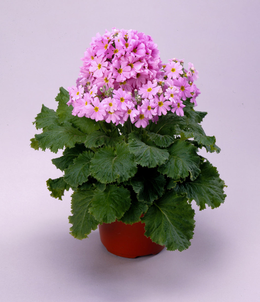 Premium Primula Flower seeds for Planting Long Bloom Season, Heirloom & GMO Free Seeds for Home Garden seeds