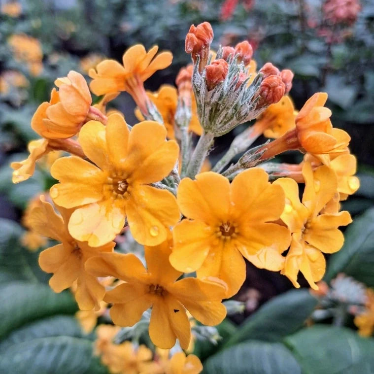 Premium Primula Orange Flower seeds for Planting Cottage Garden Essential, Heirloom & GMO Free Seeds for Home Garden seeds