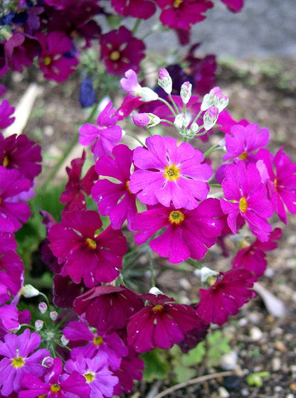 Heirloom Primula Malacoides Flower seeds for Planting Perfect for Borders Heirloom & GMO Free Seeds for Home Garden