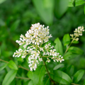 White Privet Flower seeds for Planting Colorful Display, Heirloom & GMO Free Seeds for Home Garden seeds for planting
