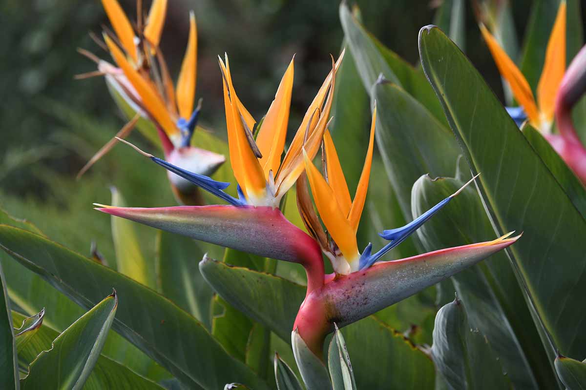 Premium Yellow Strelitzia Flower seeds for Planting Sun Loving, Heirloom & GMO Free Seeds for Home Garden seeds