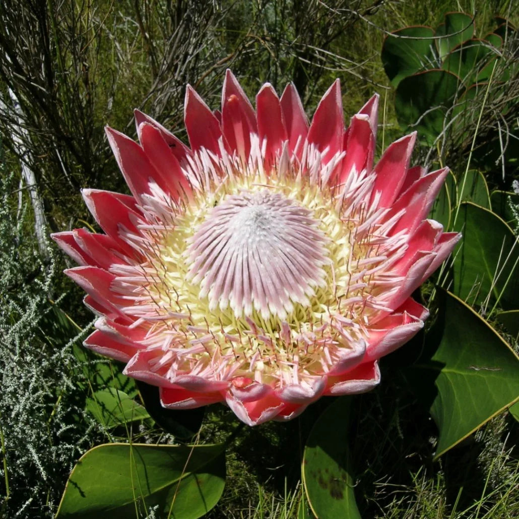 Protea Flower seeds for Planting - Perfect for Borders, Heirloom & GMO Free Seeds for Home Garden