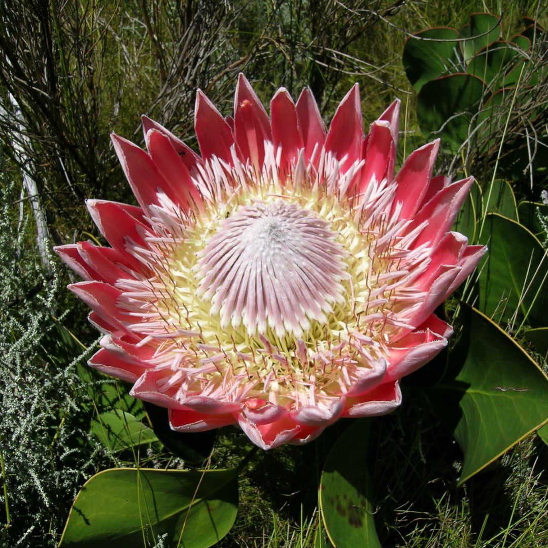 Protea Flower seeds for Planting Sun Loving, Heirloom & GMO Free Seeds for Home Garden vegetable and garden seeds