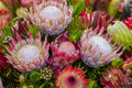 Protea Flower seeds for Planting Sun Loving, Heirloom & GMO Free Seeds for Home Garden seeds for planting