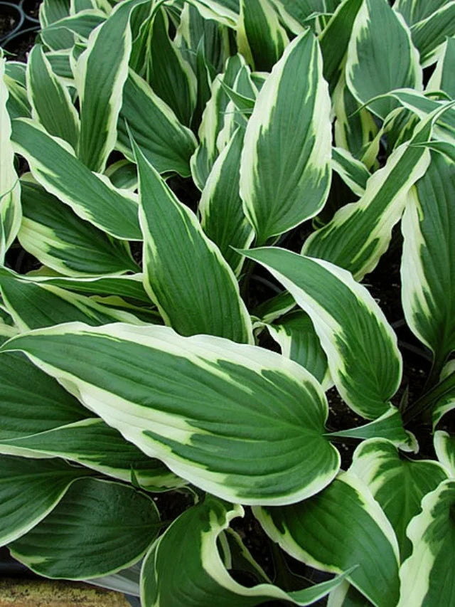 High quality Sea Green Hosta Flower seeds for Planting Compact Growth, Heirloom & GMO Free Seeds for Home Garden seeds pack