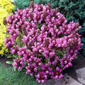 Grandiflora Rubra Flower seeds for Planting Shade Tolerant, Heirloom & GMO Free Seeds for Home Garden seeds for planting