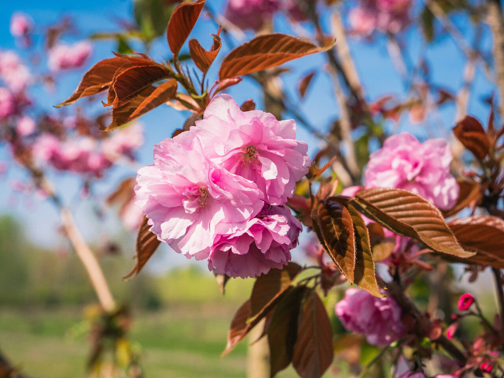 Premium Pink Fraseri Serrulata Flower seeds for Planting Perfect for Borders, Heirloom & GMO Free Seeds for Home Garden seeds