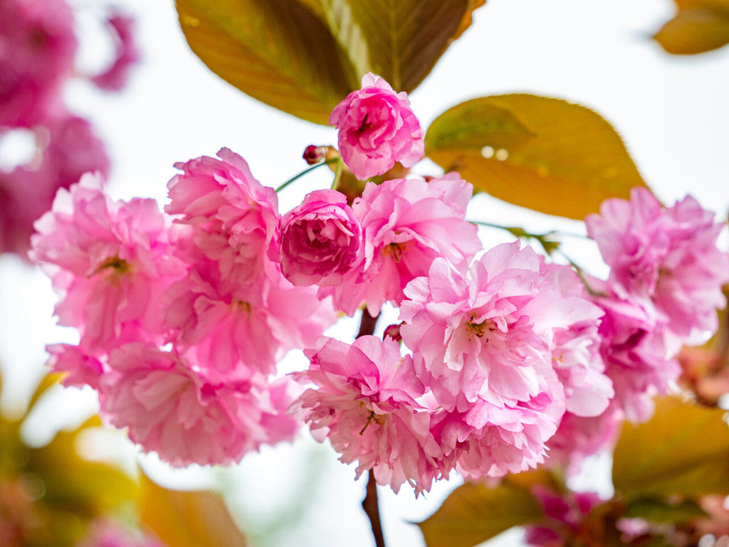 Pink Fraseri Serrulata Flower seeds for Planting Perfect for Borders, Heirloom & GMO Free Seeds for Home Garden vegetable and garden seeds