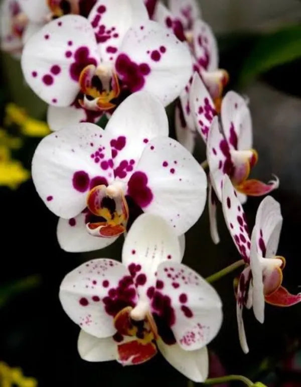 Premium White Red Phalaenopsis Orchid Flower seeds for Planting Fragrant Blossoms, Heirloom & GMO Free Seeds for Home Garden seeds