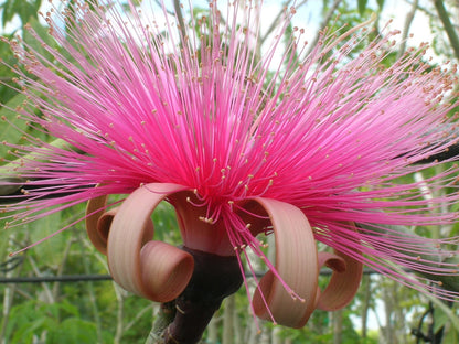 Ellipticum Flower seeds for Planting Sun Loving Heirloom & GMO Free Seeds for Home Garden