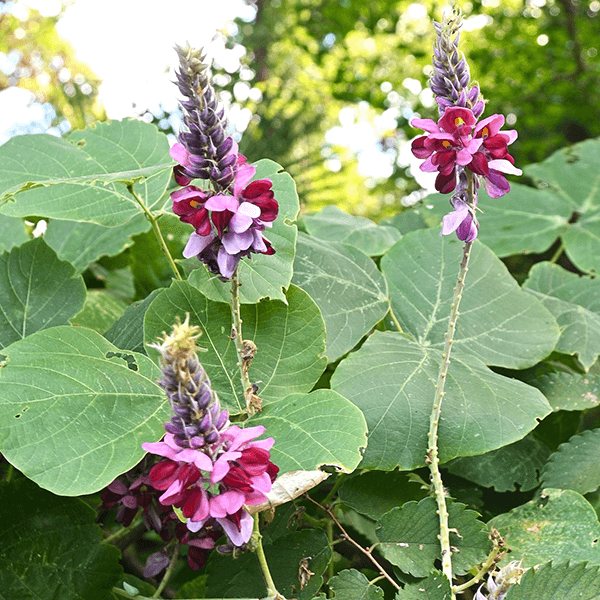 Kudzu Pueraria Lobata Flower seeds for Planting - Easy to Grow, Heirloom & GMO Free Seeds for Home Garden