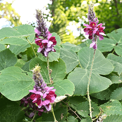 Kudzu Pueraria Lobata Flower seeds for Planting - Easy to Grow, Heirloom & GMO Free Seeds for Home Garden