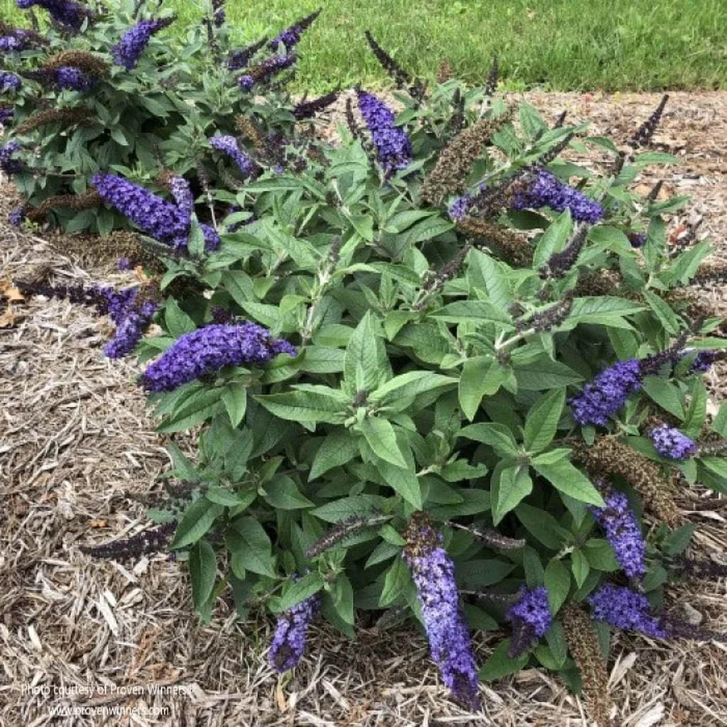Bush Buddleia Flower seeds for Planting Shade Tolerant, Heirloom & GMO Free Seeds for Home Garden vegetable and garden seeds
