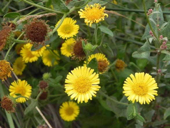 High quality Enula Asteraceae Flower seeds for Planting Colorful Display, Heirloom & GMO Free Seeds for Home Garden seeds pack