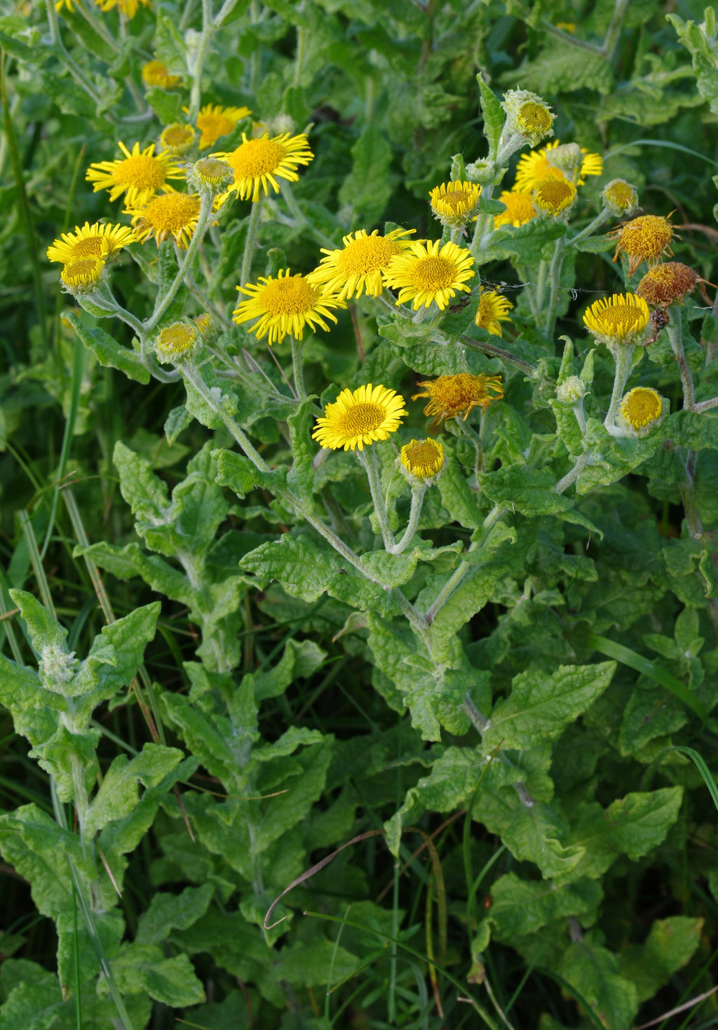 Enula Asteraceae Flower seeds for Planting Colorful Display, Heirloom & GMO Free Seeds for Home Garden vegetable and garden seeds