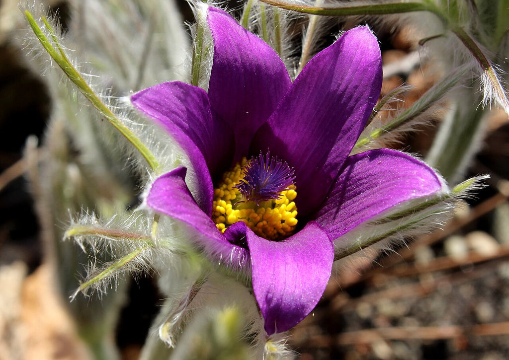 Violet Pulsatilla Flower seeds for Planting Drought Tolerant, Heirloom & GMO Free Seeds for Home Garden vegetable and garden seeds