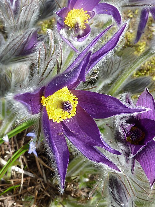 Premium Violet Pulsatilla Flower seeds for Planting Drought Tolerant, Heirloom & GMO Free Seeds for Home Garden seeds