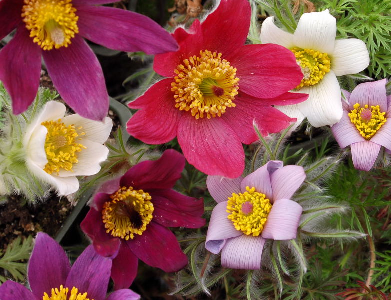High quality Pulsatilla Flower seeds for Planting Hardy Variety, Heirloom & GMO Free Seeds for Home Garden seeds pack
