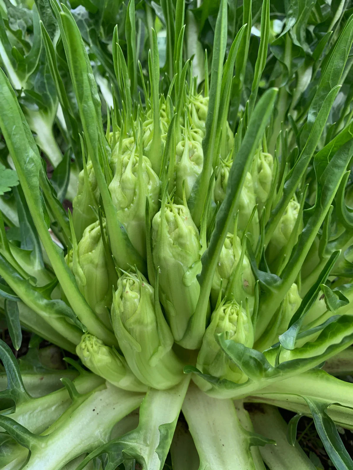Puntarelle Flower seeds for Planting Vibrant Colors Heirloom & GMO Free Seeds for Home Garden