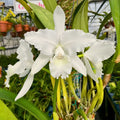 White Cattleya Flower seeds for Planting Fragrant Blossoms, Heirloom & GMO Free Seeds for Home Garden seeds for planting