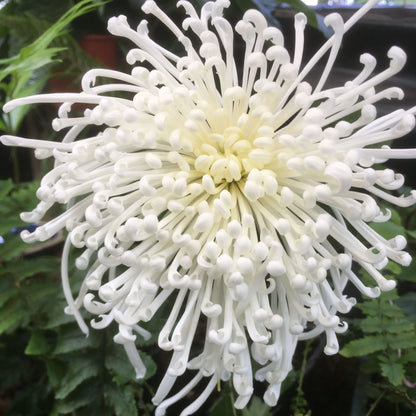Japan Spider Chrysanthemum Flower seeds for Planting - Garden Favorite, Heirloom & GMO Free Seeds for Home Garde
