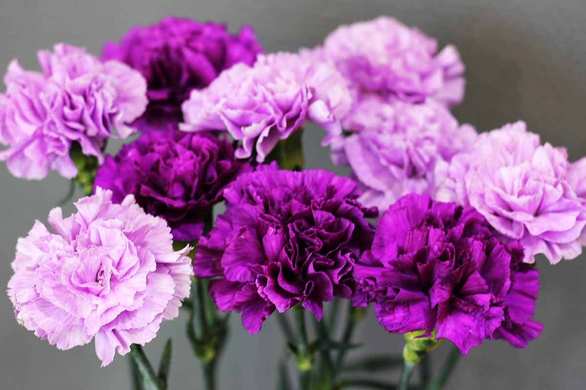 Violet Caryophyllus Flower seeds for Planting Shade Tolerant, Heirloom & GMO Free Seeds for Home Garden vegetable and garden seeds
