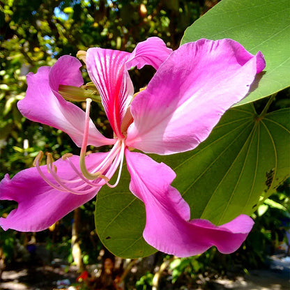 Chorisia Speciosa Flower seeds for Planting Sun Loving Heirloom & GMO Free Seeds for Home Garden