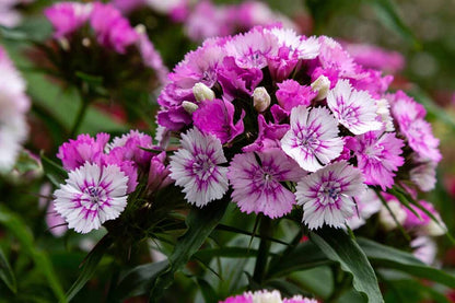 Dianthus Barbatus Flower seeds for Planting Low Maintenance Heirloom & GMO Free Seeds for Home Garden