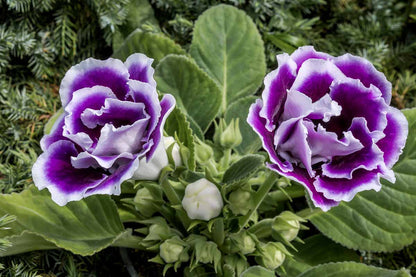 Gloxinia Flower seeds for Planting Perfect for Borders Heirloom & GMO Free Seeds for Home Garden