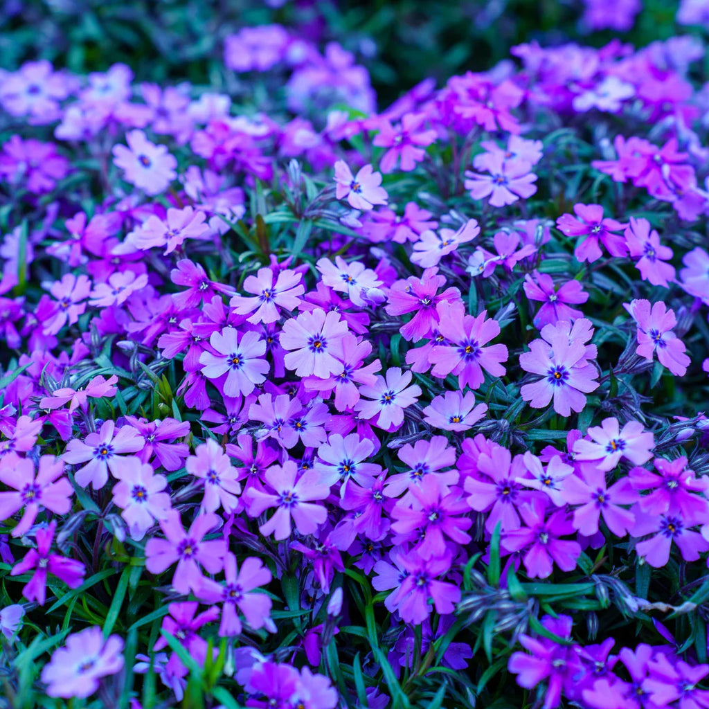 Lavender Linanthus Flower seeds for Planting Vibrant Colors, Heirloom & GMO Free Seeds for Home Garden vegetable and garden seeds