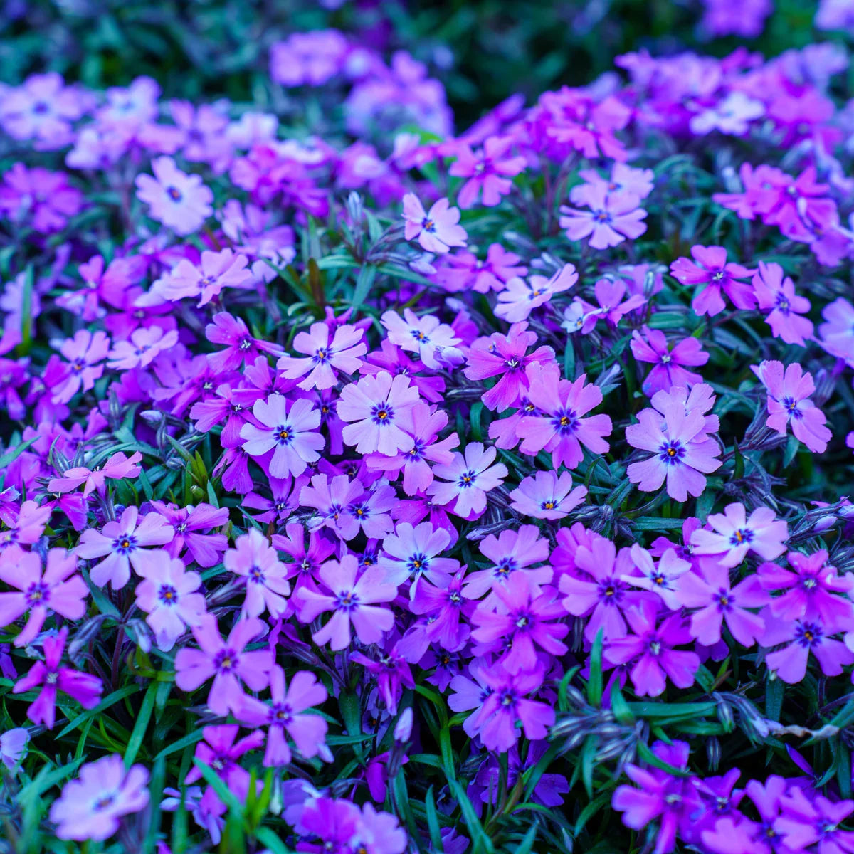 Lavender Linanthus Flower seeds for Planting Vibrant Colors, Heirloom & GMO Free Seeds for Home Garden vegetable and garden seeds