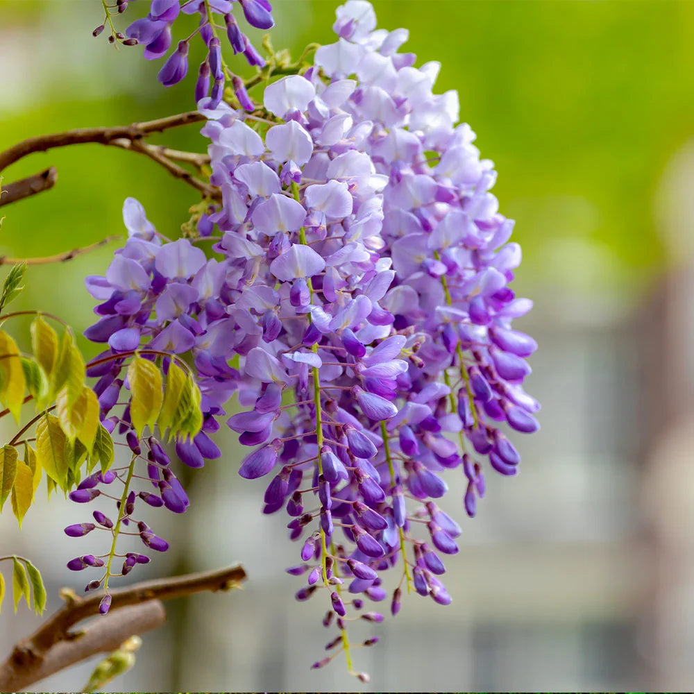 Wisteria Flower seeds for Planting Wildflower Mix Heirloom & GMO Free Seeds for Home Garden