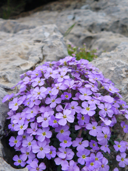 Premium Aubrieta Cascade Flower seeds for Planting Seasonal Bloomer, Heirloom & GMO Free Seeds for Home Garden seeds